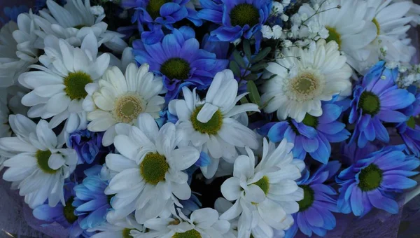 Tło Białych Niebieskich Kwiatów Targu Kwiatów Tallinie — Zdjęcie stockowe