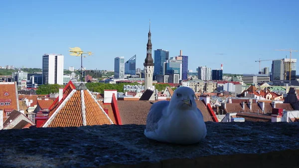 Mouette Avec Horizon Ville Tallinn Estonie — Photo