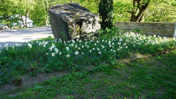 爱沙尼亚塔林一个花园的白花背景 — 图库照片