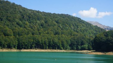 Aralar 'daki turkuaz su gölünün yanındaki yeşil ağaçlar ormanı.