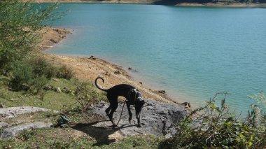 Aralar 'da bir gölün kıyısında siyah ve ince bir köpek.