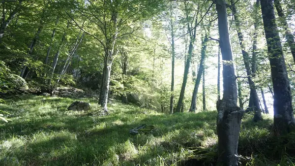 산맥에 자작나무 — 스톡 사진
