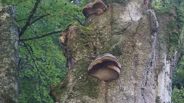산맥에 나무의 줄기에 버섯들 — 스톡 사진
