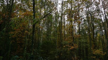 Bir kış günü Bask Bölgesi 'nde Ernio Dağı' nda kırsal alan