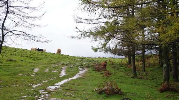 Paysage Rural Sur Mont Ernio Pays Basque Jour Hiver — Photo