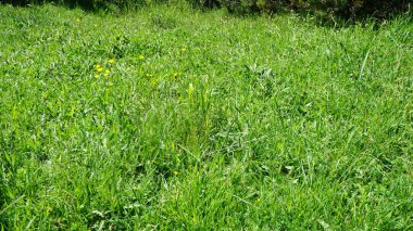 Andorra dağında yeşil çimenler ve sarı çiçekler