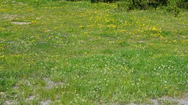 Andorra dağında yeşil çimenler ve sarı çiçekler