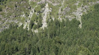 Güneşli bir günde Andorra dağlarında yeşil köknar ağaçları