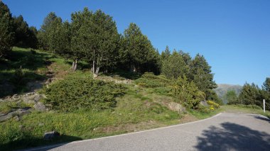 Güneşli bir günde Andorra dağlarında yeşil köknar ağaçları