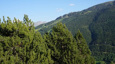 Güneşli bir günde Andorra dağlarında yeşil köknar ağaçları