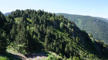 Güneşli bir günde Andorra dağlarında yeşil köknar ağaçları