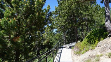 Güneşli bir günde Andorra dağlarında yeşil köknar ağaçları