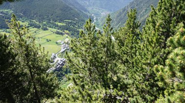 Güneşli bir günde Andorra dağlarında yeşil köknar ağaçları