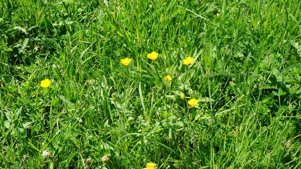 Zielona Trawa Żółte Kwiaty Andorze — Zdjęcie stockowe