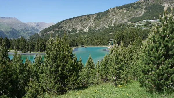 Sapins Verts Dans Les Montagnes Andorre Par Une Journée Ensoleillée — Photo