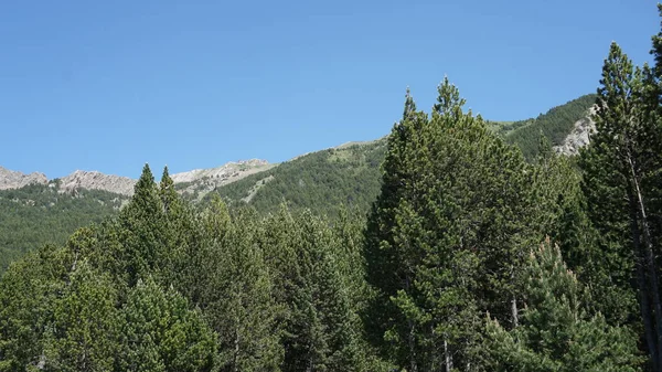 Abete Verde Nelle Montagne Andorra Una Giornata Sole — Foto Stock