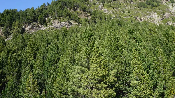 Abetos Verdes Nas Montanhas Andorra Num Dia Ensolarado — Fotografia de Stock