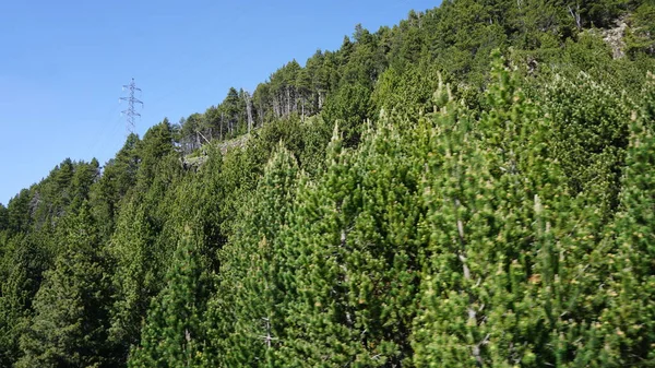 Grüne Tannen Den Bergen Andorras Einem Sonnigen Tag — Stockfoto