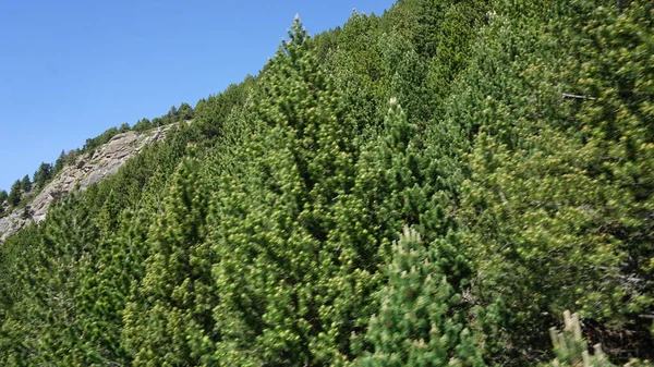 Groene Dennenbomen Bergen Van Andorra Een Zonnige Dag — Stockfoto