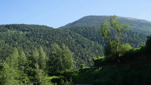 Abetos Verdes Nas Montanhas Andorra Num Dia Ensolarado — Fotografia de Stock