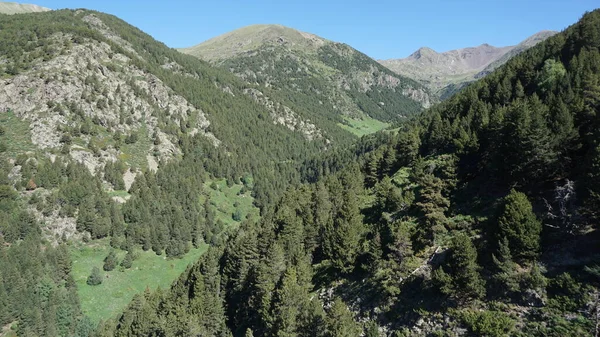 Gröna Granar Bergen Andorra Solig Dag — Stockfoto