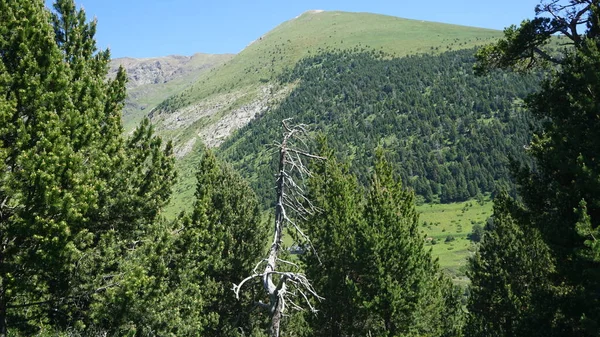 Abeto Verde Las Montañas Andorra Día Soleado —  Fotos de Stock