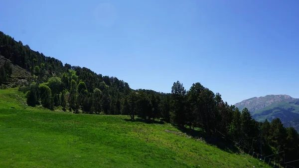晴れた日にはアンドラの山の緑のモミの木 — ストック写真