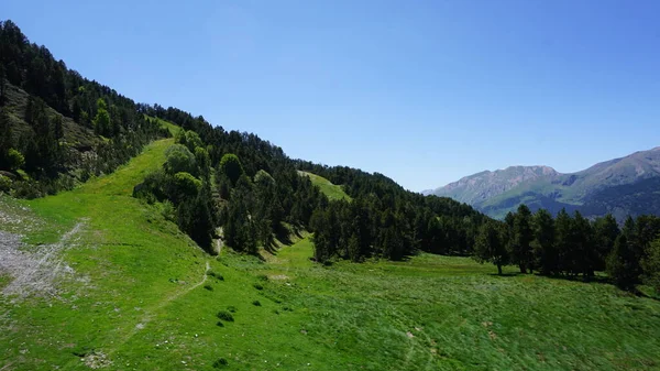 Abete Verde Nelle Montagne Andorra Una Giornata Sole — Foto Stock