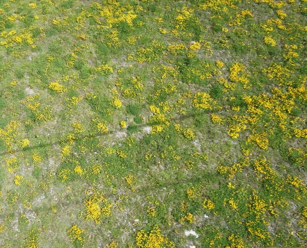 アンドラ山の緑の草と黄色の花 — ストック写真