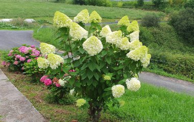 Güzel beyaz ortanca çalıları