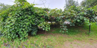 Bask ülkesindeki organik bir bahçede kivi bitkileri