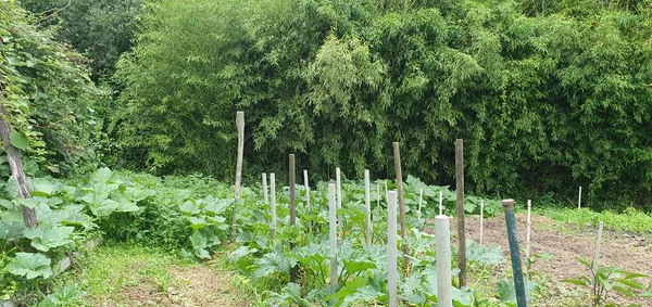 在巴斯克地区的一个有机花园里种植南瓜 — 图库照片