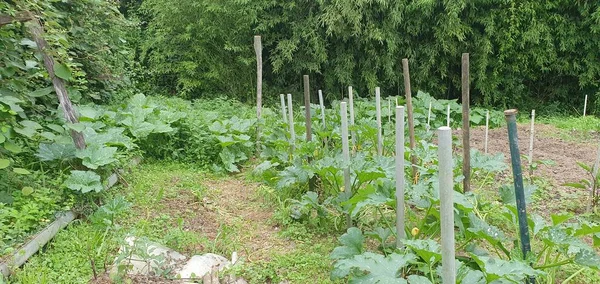 Kürbispflanzen Einem Bio Garten Baskenland — Stockfoto