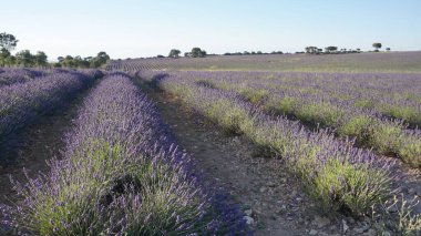 Lavanta tarlaları. Brihuega, Guadalajara 'da yaz günbatımı manzarası