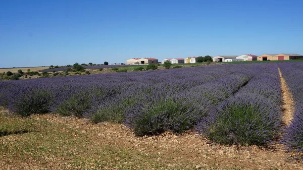 stock image Lavender fields. Summer sunset landscape in Brihuega, Guadalajara