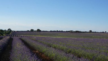 Lavender field in sunlight,Spain.