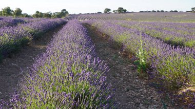 Lavender field in sunlight,Spain.