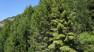 Andorra Dağları Canillo 'da güneşli bir yaz öğleden sonrası manzarası
