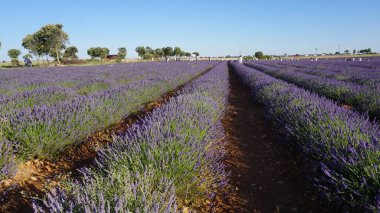 Brihuega, Guadalajara, Castilla Leon, İspanya 'daki lavanta tarlalarının manzarası