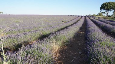 Brihuega, Guadalajara, Castilla Leon, İspanya 'daki lavanta tarlalarının manzarası