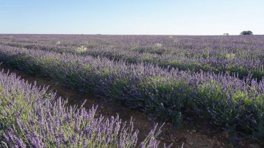 Brihuega, Guadalajara, Castilla Leon, İspanya 'daki lavanta tarlalarının manzarası