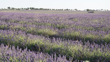 Brihuega, Guadalajara, Castilla Leon, İspanya 'daki lavanta tarlalarının manzarası