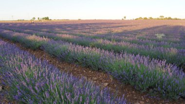 Brihuega, Guadalajara, Castilla Leon, İspanya 'daki lavanta tarlalarının manzarası