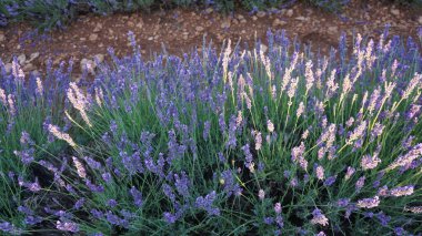 Brihuega, Guadalajara, Castilla Leon, İspanya 'daki lavanta tarlalarının manzarası
