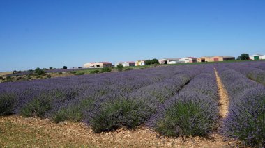 Brihuega, Guadalajara, Castilla Leon, İspanya 'daki lavanta tarlalarının manzarası