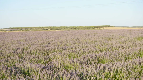Landskap Med Lavendelfält Brihuega Guadalajara Castilla Leon Spanien — Stockfoto