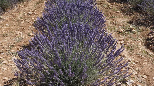 Landscape Lavender Fields Brihuega Guadalajara Castilla Leon Spain — Stock Photo, Image