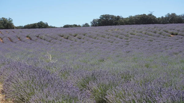 Lanskap Ladang Lavender Brihuega Guadalajara Castilla Leon Spanyol Stok Foto