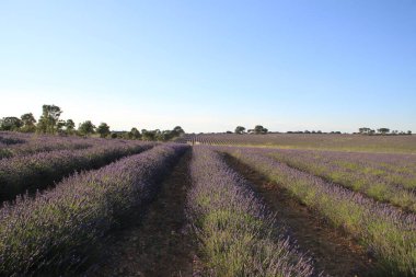 Brihuega, Guadalajara, Castilla Leon, İspanya 'daki lavanta tarlalarının manzarası