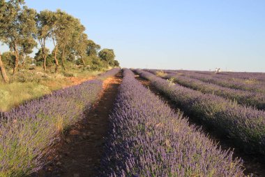 Brihuega, Guadalajara, Castilla Leon, İspanya 'daki lavanta tarlalarının manzarası